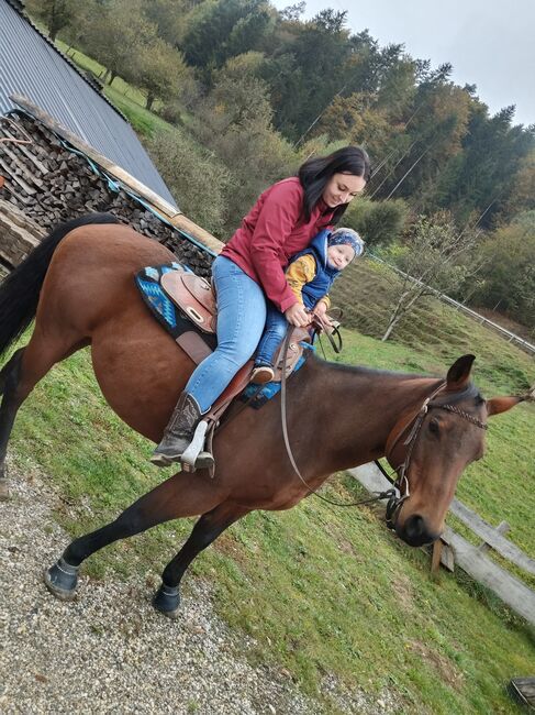 Quarter Horse, Christina Gerdej, Horses For Sale, St.Stefan, Image 3