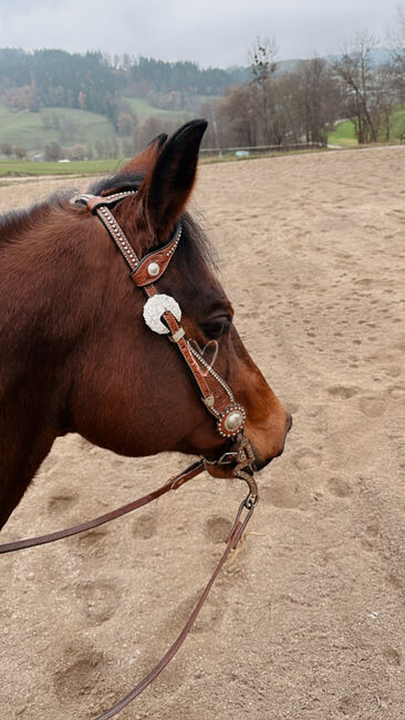 Quarter Horse, Christina Gerdej, Horses For Sale, St.Stefan, Image 2