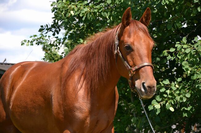 Quarter Horse, Nicole, Horses For Sale, Stadln