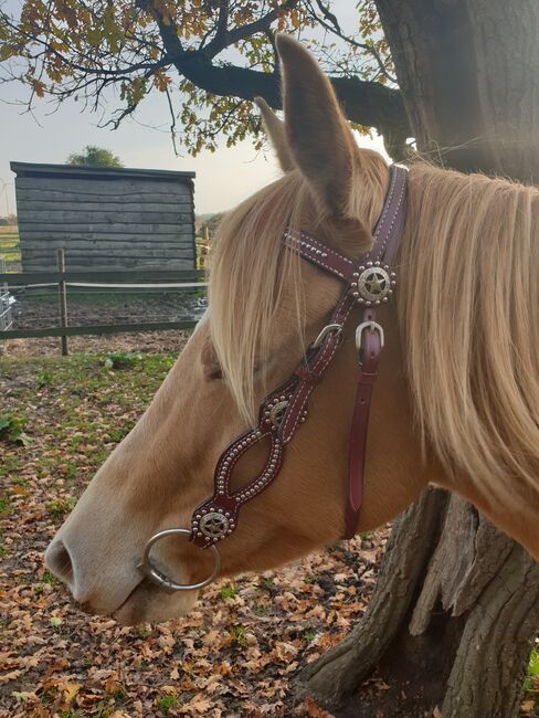 Quarter Horse, Karin Osmers , Horses For Sale, Geestland, Image 4