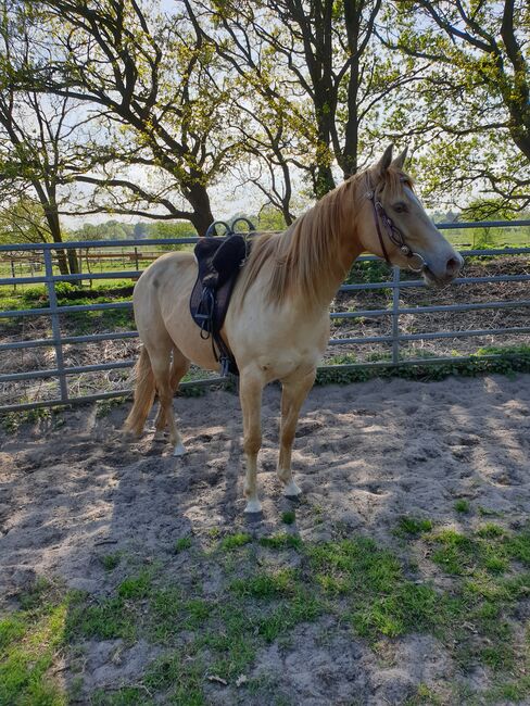 Quarter Horse, Karin Osmers , Horses For Sale, Geestland, Image 3