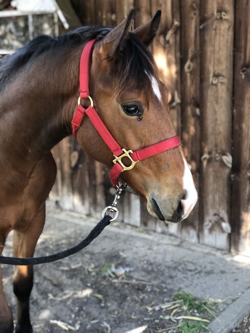 Quarter Horse, Mary Matern, Horses For Sale, Visselhövede, Image 3