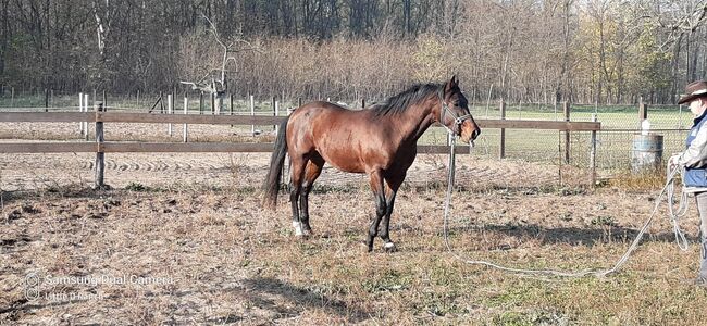 Quarter horse, Bianca Drenth, Horses For Sale, Szentkirály, Image 2