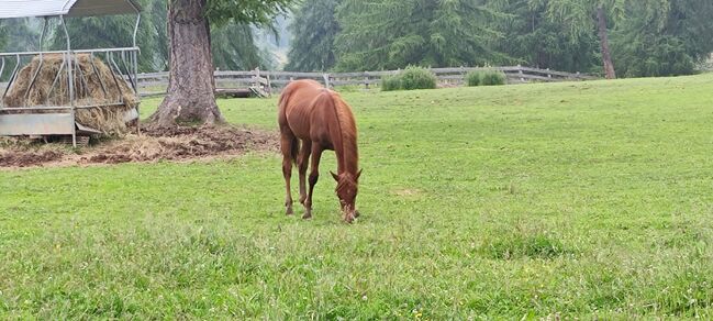 Quarter Horse, Florian Plattner , Horses For Sale, Jenesien , Image 2