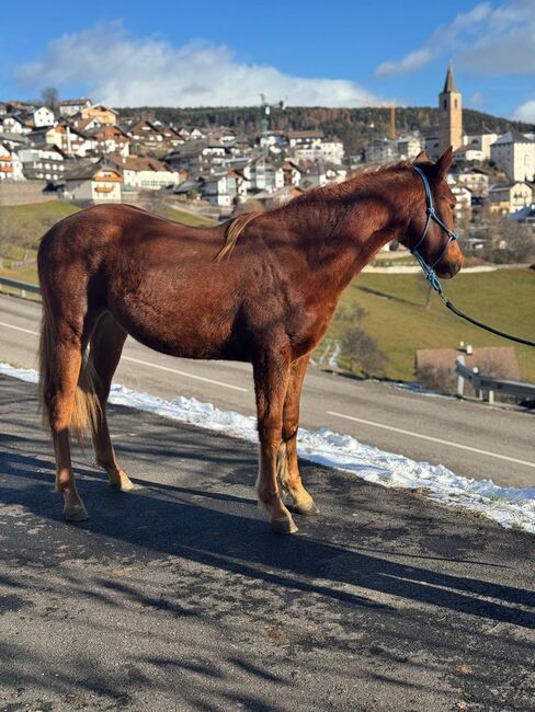 Quarter Horse, Florian Plattner , Horses For Sale, Jenesien , Image 4