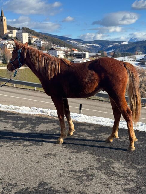 Quarter Horse, Florian Plattner , Horses For Sale, Jenesien , Image 5