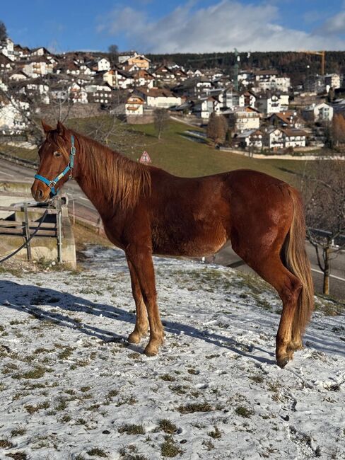 Quarter Horse, Florian Plattner , Horses For Sale, Jenesien , Image 9