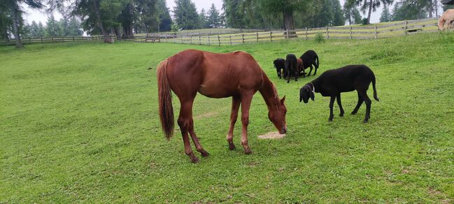 Quarter Horse, Florian Plattner , Horses For Sale, Jenesien , Image 4