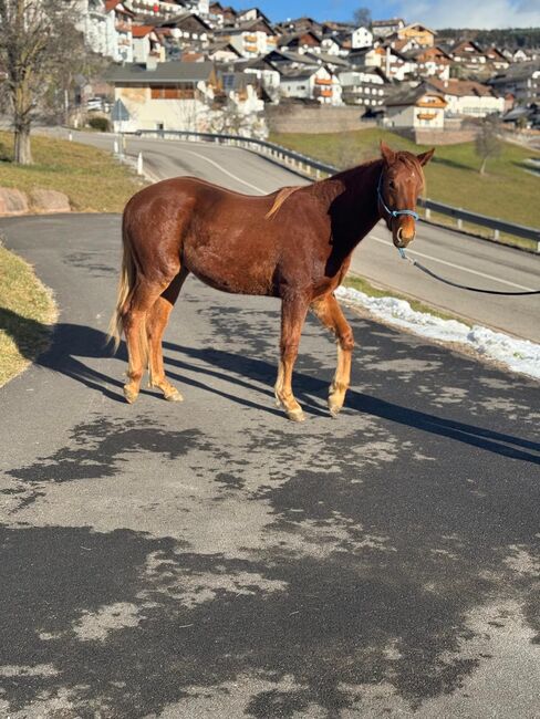 Quarter Horse, Florian Plattner , Horses For Sale, Jenesien , Image 2