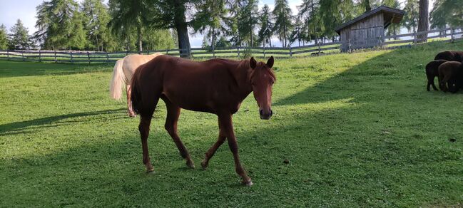 Quarter Horse, Florian Plattner , Horses For Sale, Jenesien , Image 5