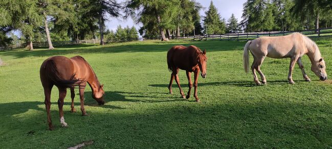 Quarter Horse, Florian Plattner , Horses For Sale, Jenesien , Image 7