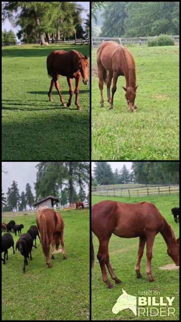 Quarter Horse, Florian Plattner , Horses For Sale, Jenesien , Image 8