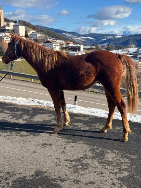 Quarter Horse, Florian Plattner , Horses For Sale, Jenesien , Image 3