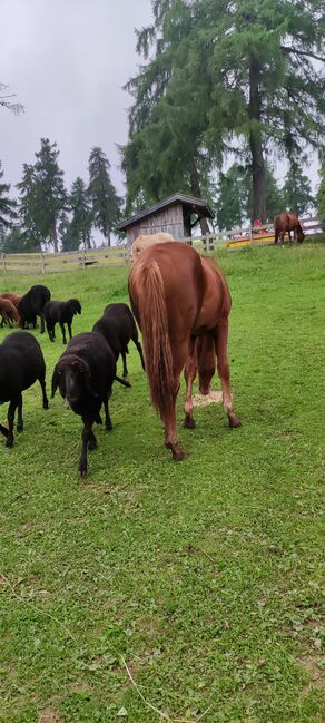 Quarter Horse, Florian Plattner , Horses For Sale, Jenesien , Image 3