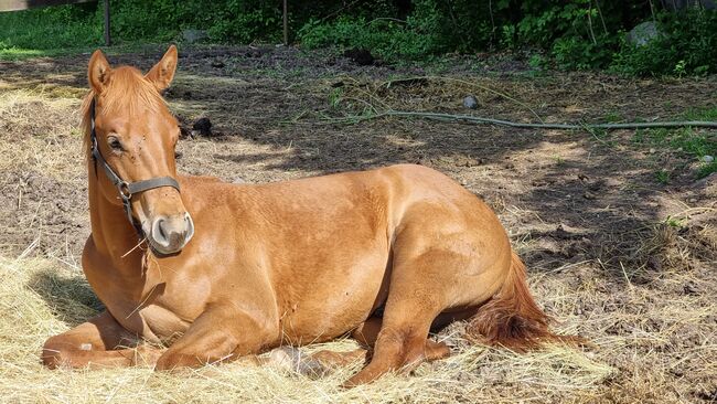 Quarter horse, Michaela , Horses For Sale, Banská Štiavnica 