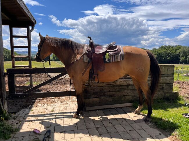 Quarter Horse, Silvo Sok, Horses For Sale, Gorišnica, Image 5