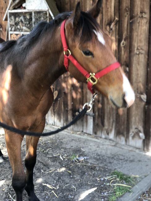 Quarter Horse Jährling, Mary Matern, Horses For Sale, Visselhövede, Image 7