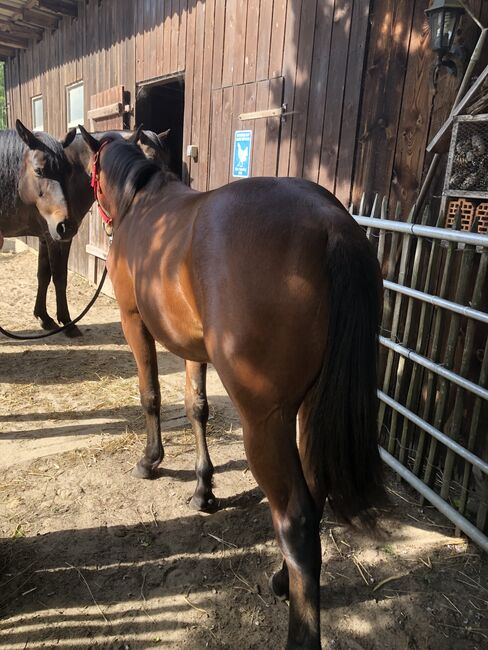 Quarter Horse Jährling, Mary Matern, Pferd kaufen, Visselhövede, Abbildung 9