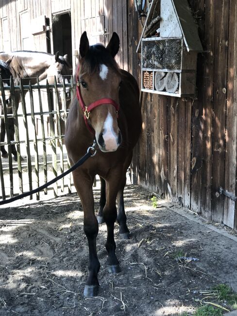 Quarter Horse Jährling, Mary Matern, Pferd kaufen, Visselhövede, Abbildung 8