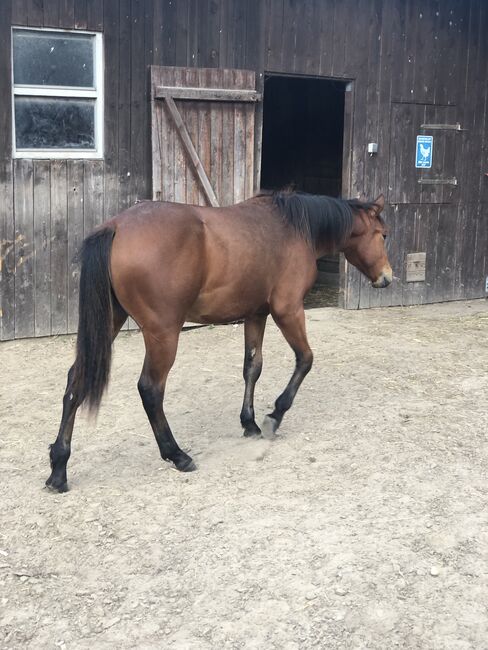 Quarter Horse Jährling, Mary Matern, Pferd kaufen, Visselhövede, Abbildung 5