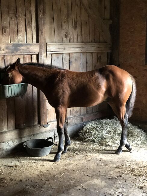 Quarter Horse Jährling, Mary Matern, Pferd kaufen, Visselhövede, Abbildung 2