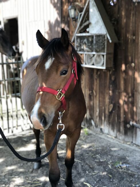 Quarter Horse Jährling, Mary Matern, Pferd kaufen, Visselhövede, Abbildung 10