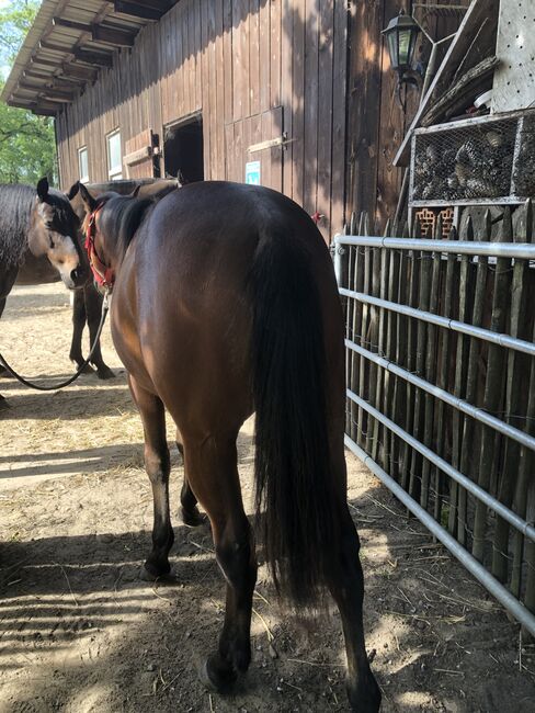 Quarter Horse, Mary Matern, Konie na sprzedaż, Visselhövede, Image 6