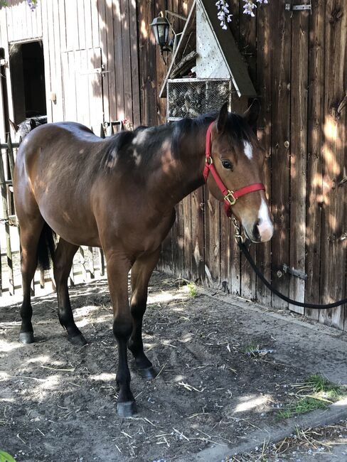 Quarter Horse, Mary Matern, Konie na sprzedaż, Visselhövede, Image 4