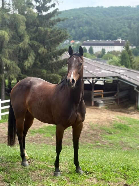 Quarter Horse, Barbora , Konie na sprzedaż, Banska bystrica