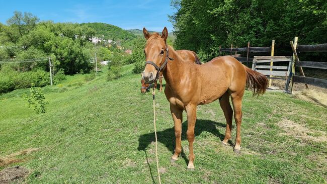 Quarter horse, Michaela , Konie na sprzedaż, Banská Štiavnica , Image 2