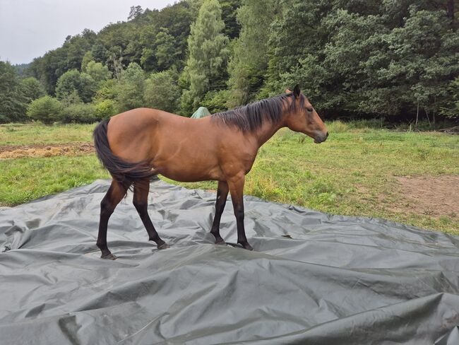 Quarter Horse Stute – 15 Monate – top Nachwuchs, Isabell, Horses For Sale, Heltersberg