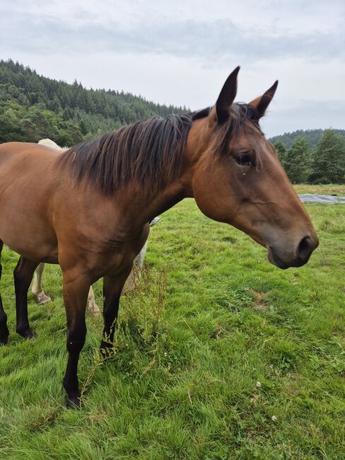Quarter Horse Stute – 15 Monate – top Nachwuchs, Isabell, Horses For Sale, Heltersberg, Image 6