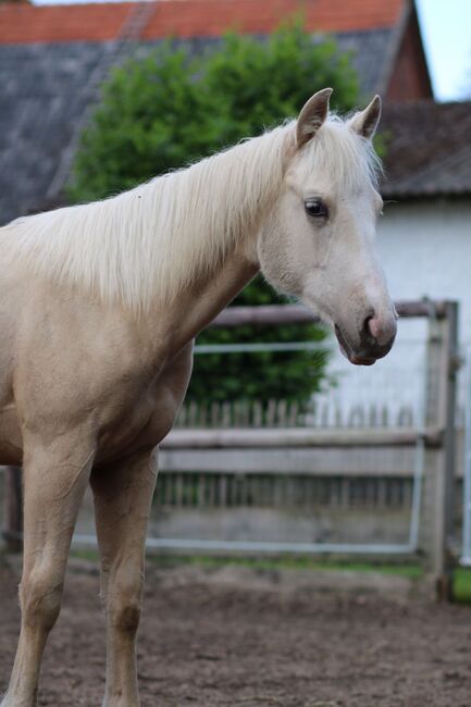 Quarter Horse Stute 1.J.palomino, super Abstammung, Regina Klut , Horses For Sale, Anderlingen, Image 9