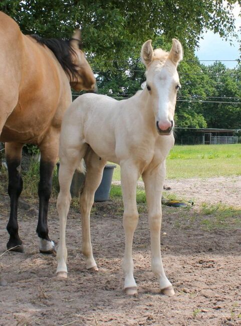 Quarter Horse Stute 1.J.palomino, super Abstammung, Regina Klut , Horses For Sale, Anderlingen, Image 12