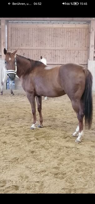 Quarterhorse Stute 2014, Sunbeam Ranch! , Horses For Sale, Kaufbeuren 