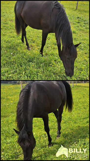 Quarter horse Stute 2j, Nadine , Horses For Sale, 72539, Image 3