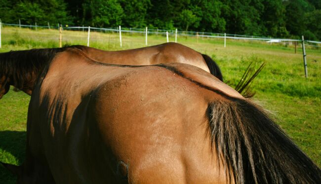 Quarter Horse  Stute    Bildschön Sonderlackierung, Wolfgang Künkel, Horses For Sale, Preuß. Oldendorf, Image 2