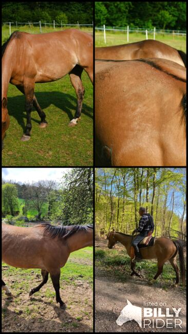 Quarter Horse  Stute    Bildschön Sonderlackierung, Wolfgang Künkel, Horses For Sale, Preuß. Oldendorf, Image 11