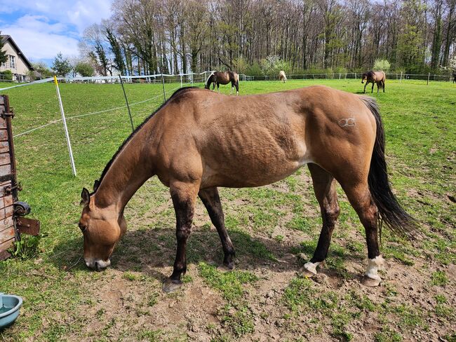 Quarter Horse  Stute    Bildschön Sonderlackierung, Wolfgang Künkel, Horses For Sale, Preuß. Oldendorf, Image 10