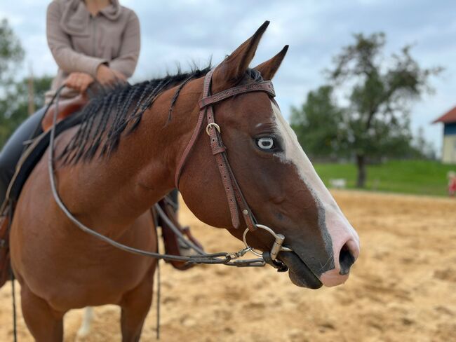 Quarter Horse Stute Zuchtstute, Kirchmann, Horses For Sale, Heimenkirch, Image 3