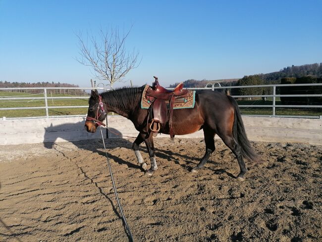 Quarter Horse Stute zu verkaufen, Chantal, Horses For Sale, Gossliwil, Image 3