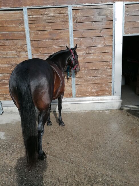 Quarter Horse Stute zu verkaufen, Chantal, Horses For Sale, Gossliwil, Image 4