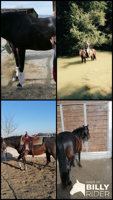 Quarter Horse Stute zu verkaufen, Chantal, Horses For Sale, Gossliwil, Image 6