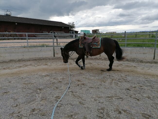 Quarter Horse Stute zu verkaufen, Chantal, Horses For Sale, Gossliwil, Image 5