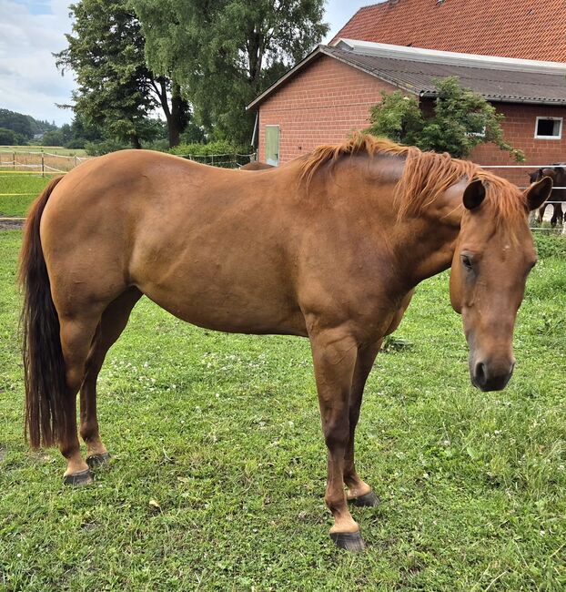 Quarter Horse Stute von 2013, Chestnut, Kathi, Horses For Sale, Groß Ippener, Image 4