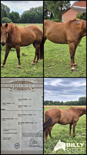 Quarter Horse Stute von 2013, Chestnut, Kathi, Horses For Sale, Groß Ippener, Image 8
