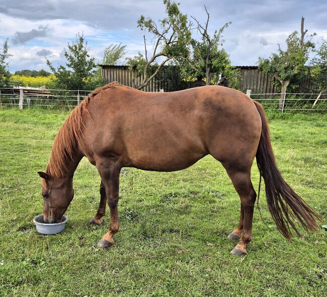 Quarter Horse Stute von 2013, Chestnut, Kathi, Horses For Sale, Groß Ippener, Image 7
