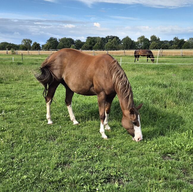 Quarter Horse Stute von 2013. Chestnut Rabicano, in Foal für 2026, Kathi, Horses For Sale, Groß Ippener, Image 3