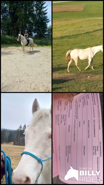 Quarter Horse Stute, Anita, Horses For Sale, Freiwalddorf, Image 7