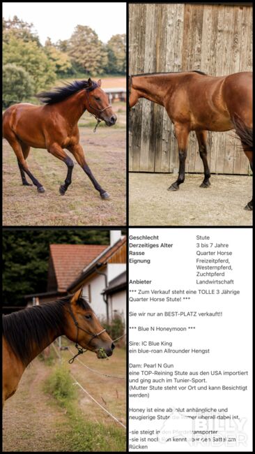 Quarter Horse Stute, Belinda Kirnbauer, Horses For Sale, Heiligenkreuz im Lafnitztal, Image 8